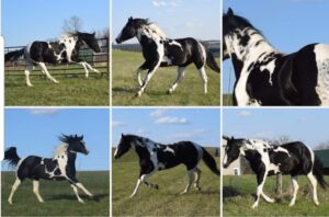 Cash It Cowboy - APHA 2017 Black Double Homozygous Tobiano stallion at stud.