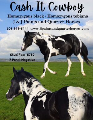 Cash It Cowboy - APHA 2017 Black Double Homozygous Tobiano stallion at stud.