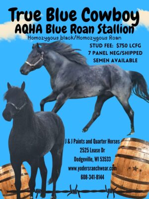 AQHA 2019 Blue Roan Stallion, homozygous black and homozygous roan, 100% color producer