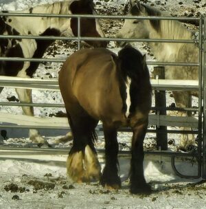 Tiberious - 2021 Grullo Gypsy Vanner Stallion - standing at stud