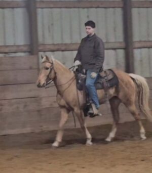 Serenity - 2011 Golden Palomino gaited Qtr pony mare 14 hds, kid safe horse