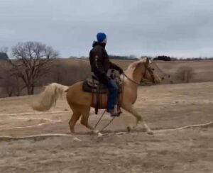 Serenity - 2011 Golden Palomino gaited Qtr pony mare 14 hds, kid safe horse