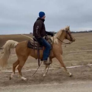 Serenity - 2011 Golden Palomino gaited Qtr pony mare 14 hds, kid safe horse