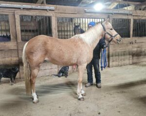 Serenity - 2011 Golden Palomino gaited Qtr pony mare 14 hds, kid safe horse