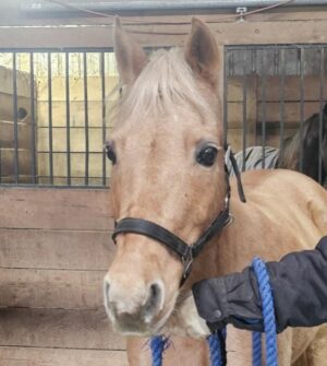 Serenity - 2011 Golden Palomino gaited Qtr pony mare 14 hds, kid safe horse