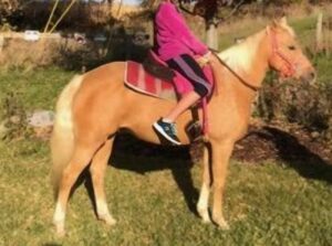 Serenity - 2011 Golden Palomino gaited Qtr pony mare 14 hds, kid safe horse