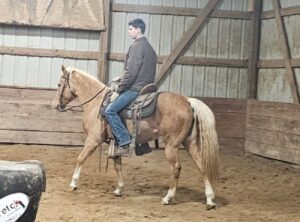 Serenity - 2011 Golden Palomino gaited Qtr pony mare 14 hds, kid safe horse