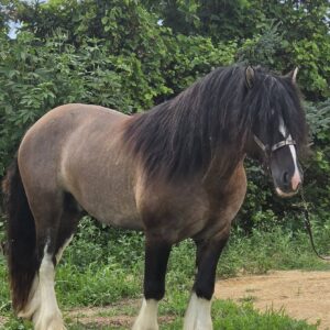 Warrior - Grullo Gypsy Vanner Stallion - LeEgance Wulinigvgv Danwua Analihi