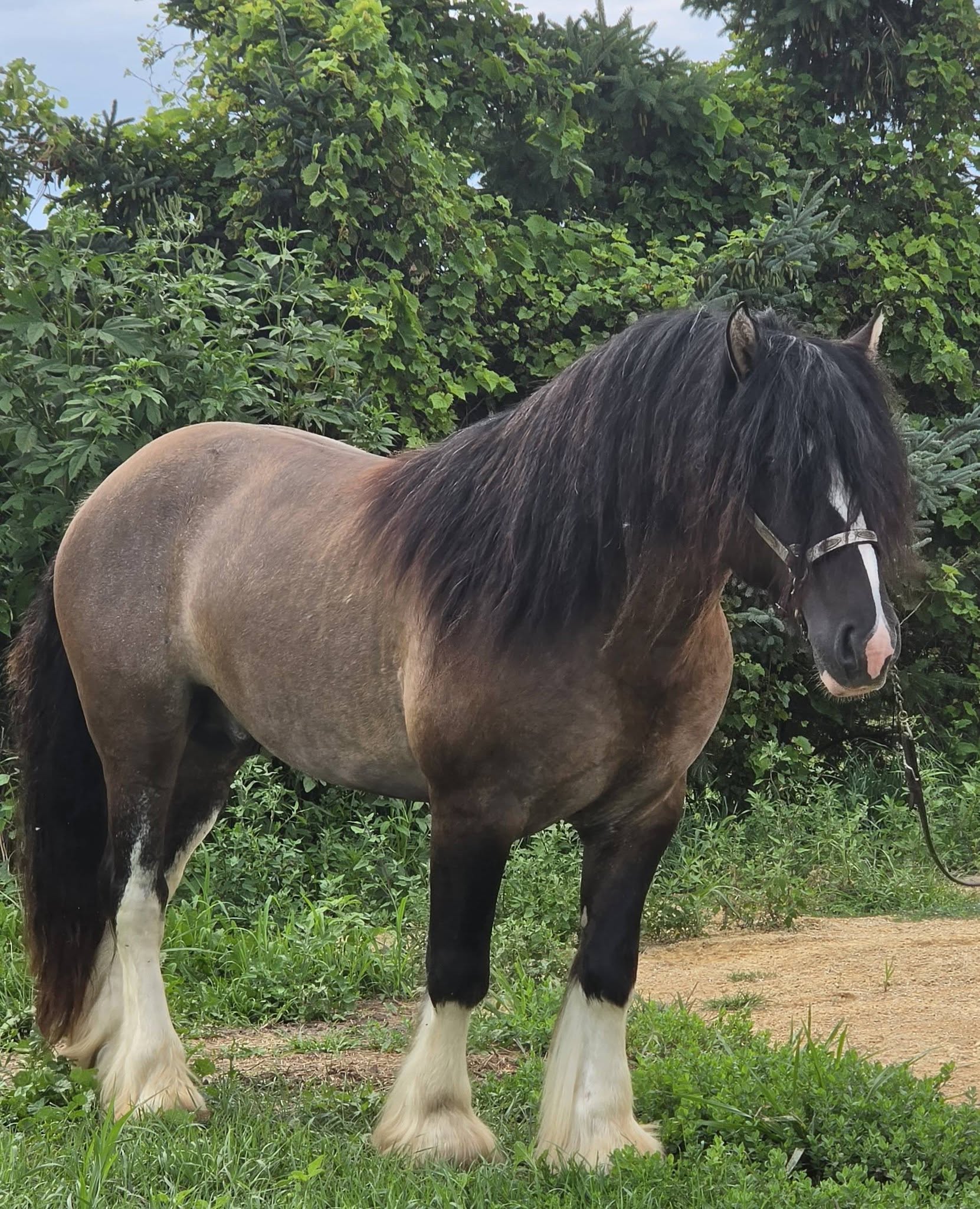 Warrior - Grullo Gypsy Vanner Stallion - LeEgance Wulinigvgv Danwua Analihi