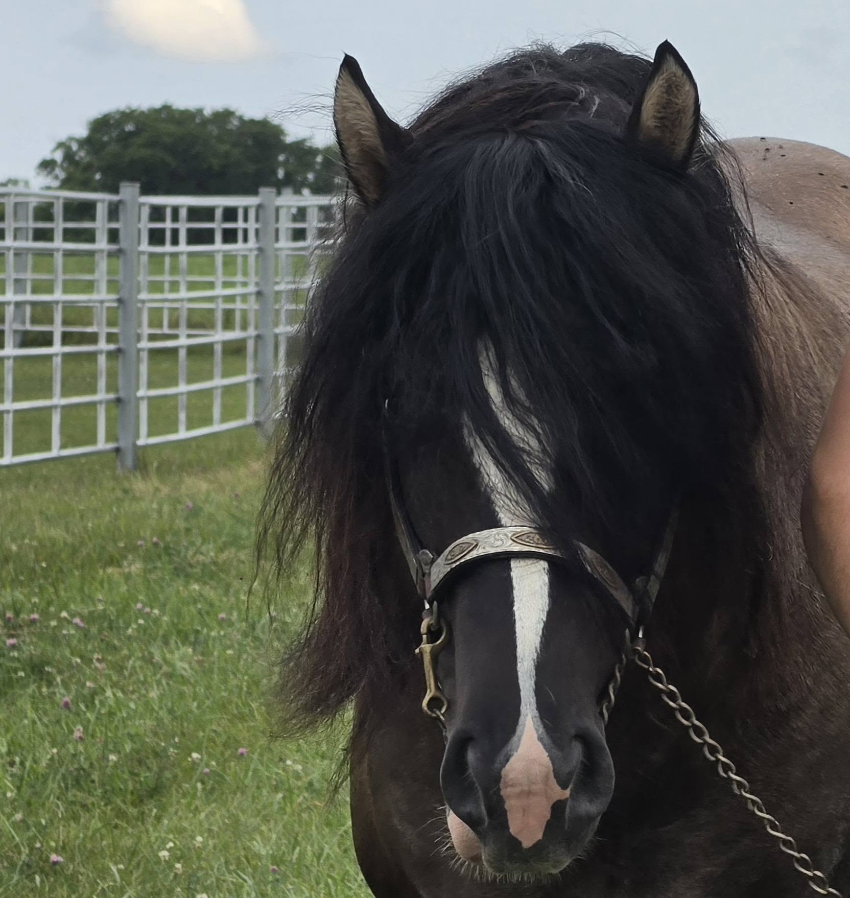Warrior - Grullo Gypsy Vanner Stallion - LeEgance Wulinigvgv Danwua Analihi