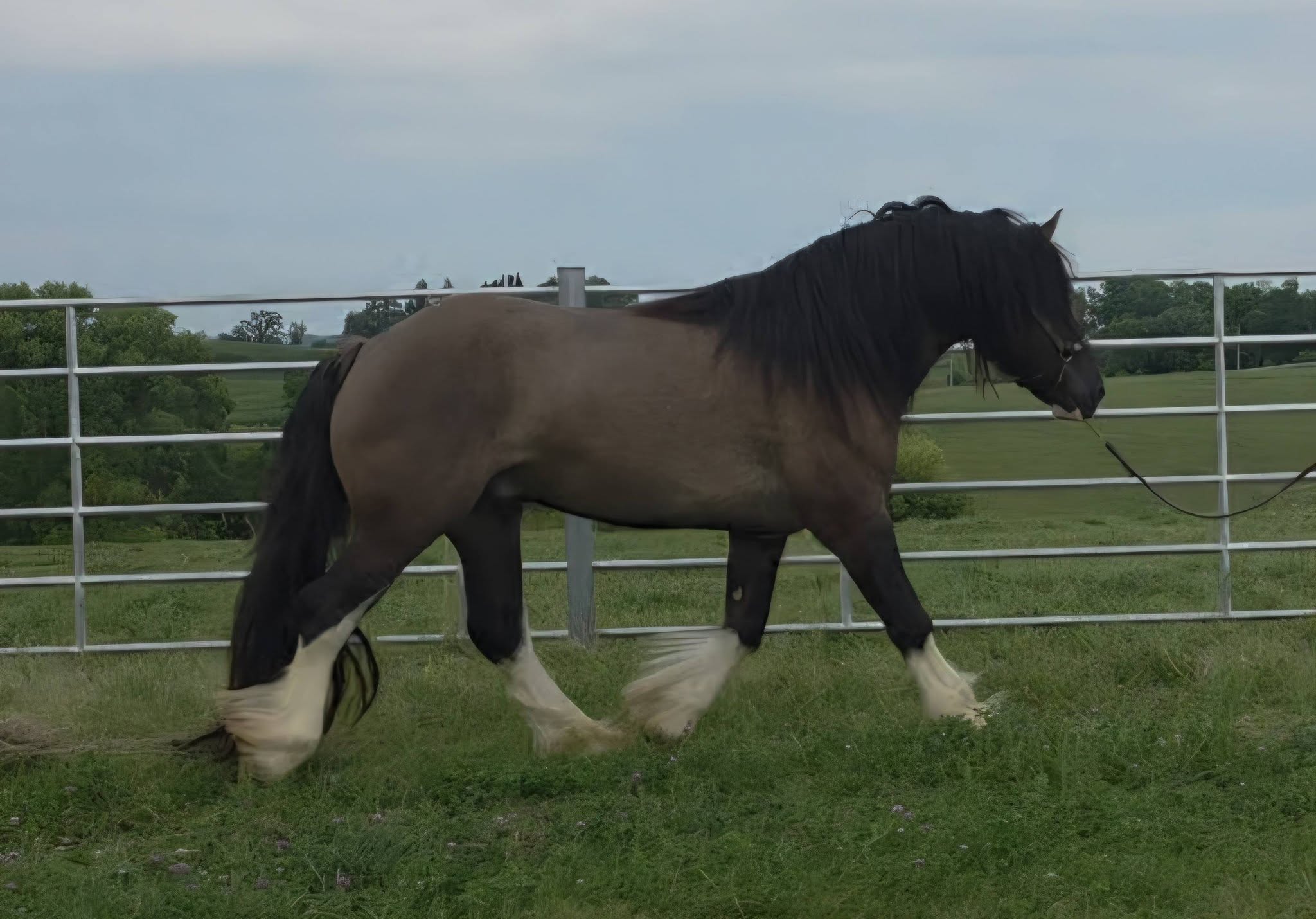 Warrior - Grullo Gypsy Vanner Stallion - LeEgance Wulinigvgv Danwua Analihi
