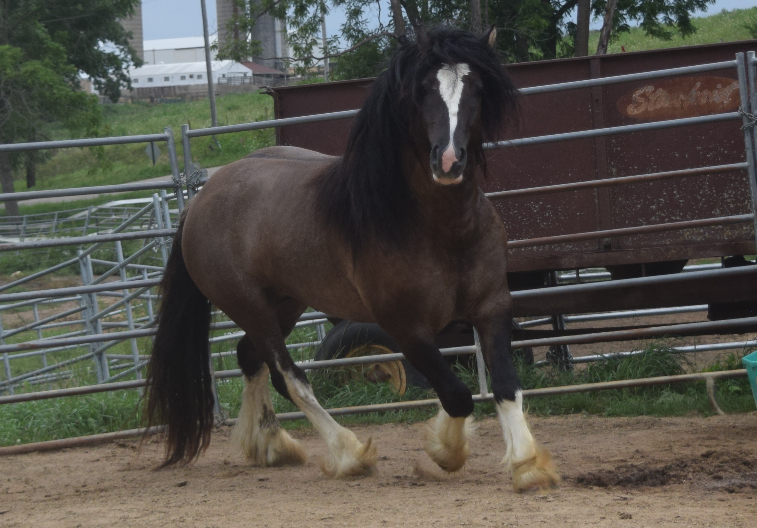 Warrior - Grullo Gypsy Vanner Stallion - LeEgance Wulinigvgv Danwua Analihi