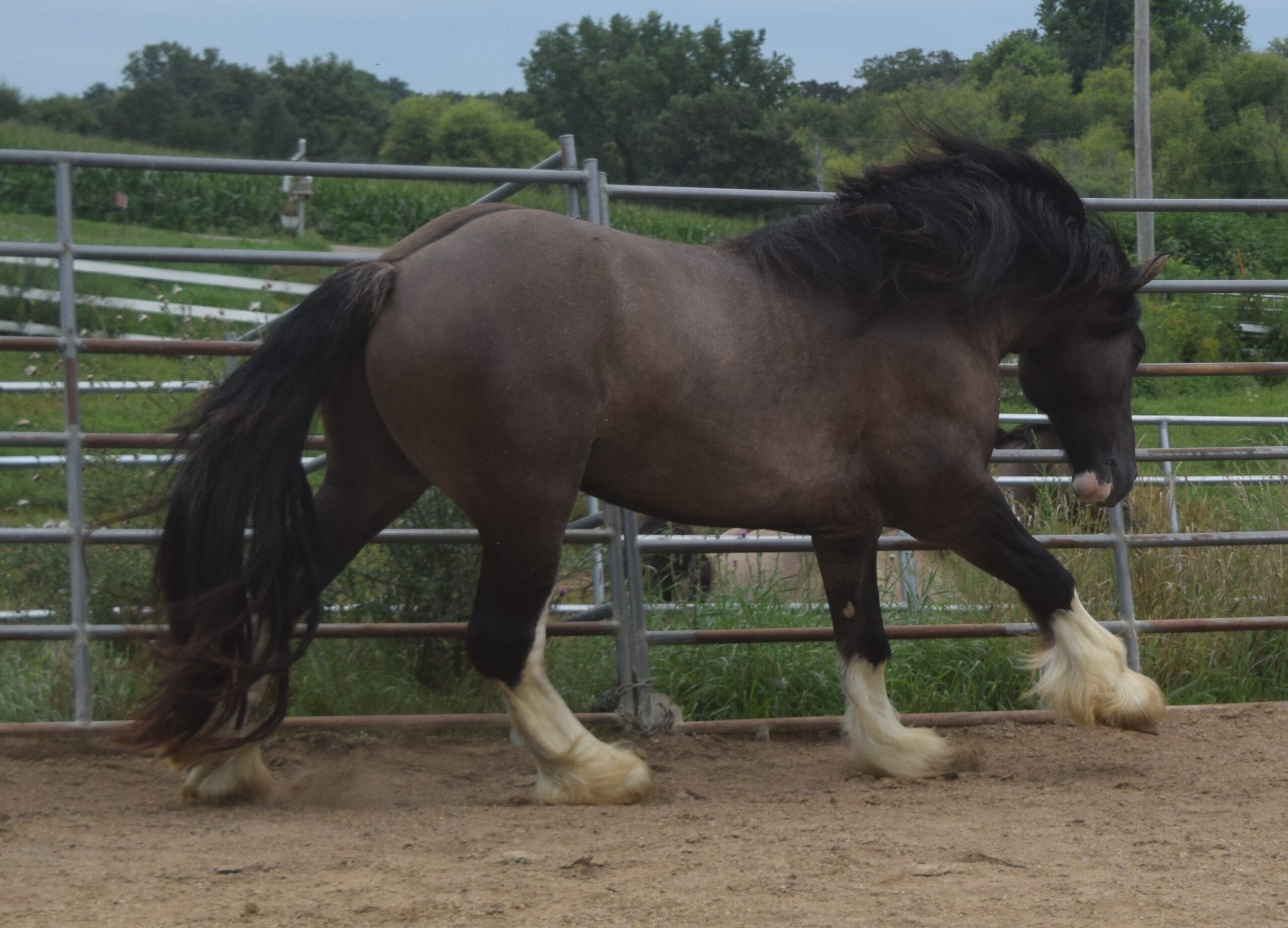 Warrior - Grullo Gypsy Vanner Stallion - LeEgance Wulinigvgv Danwua Analihi