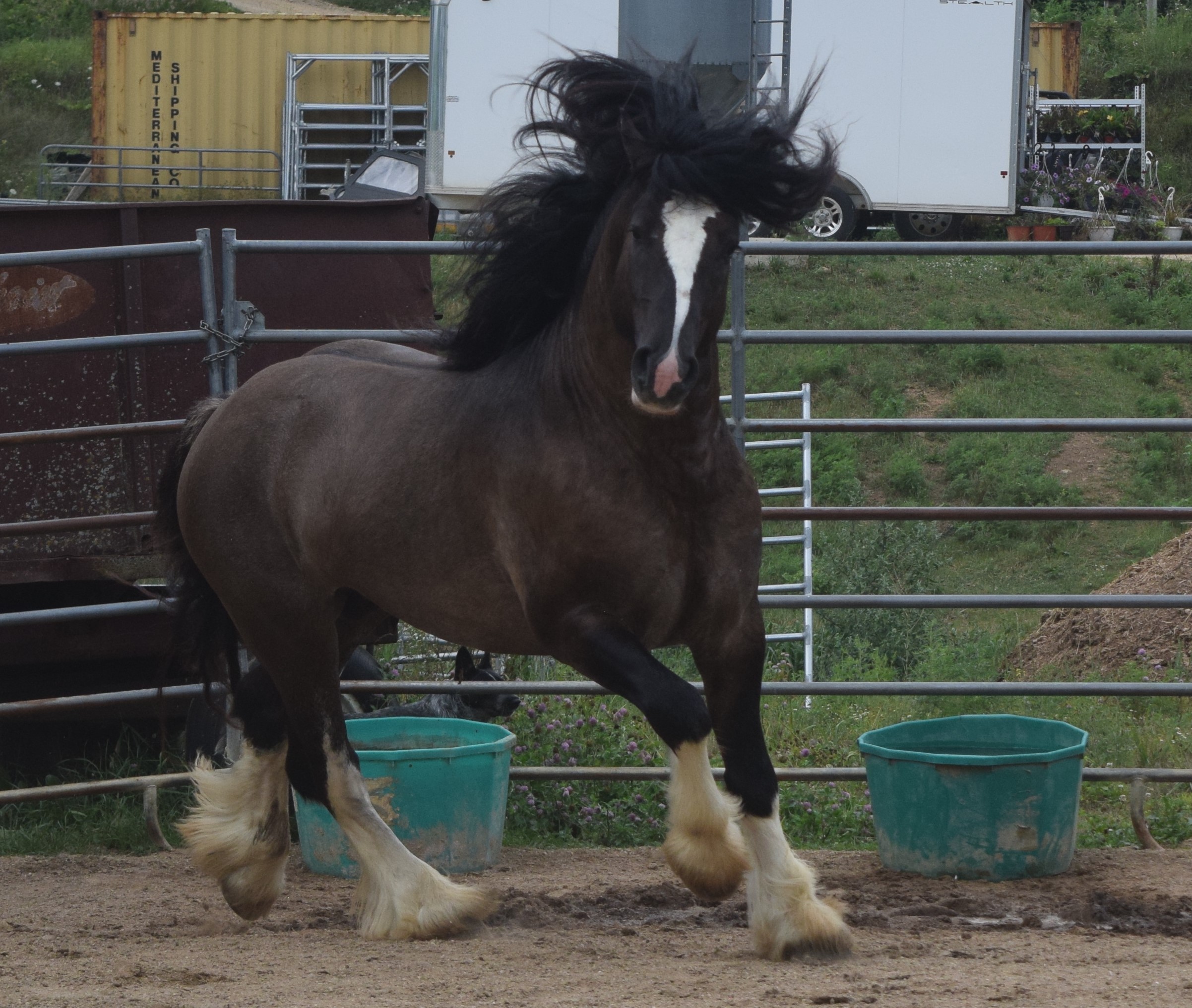 Warrior - Grullo Gypsy Vanner Stallion - LeEgance Wulinigvgv Danwua Analihi