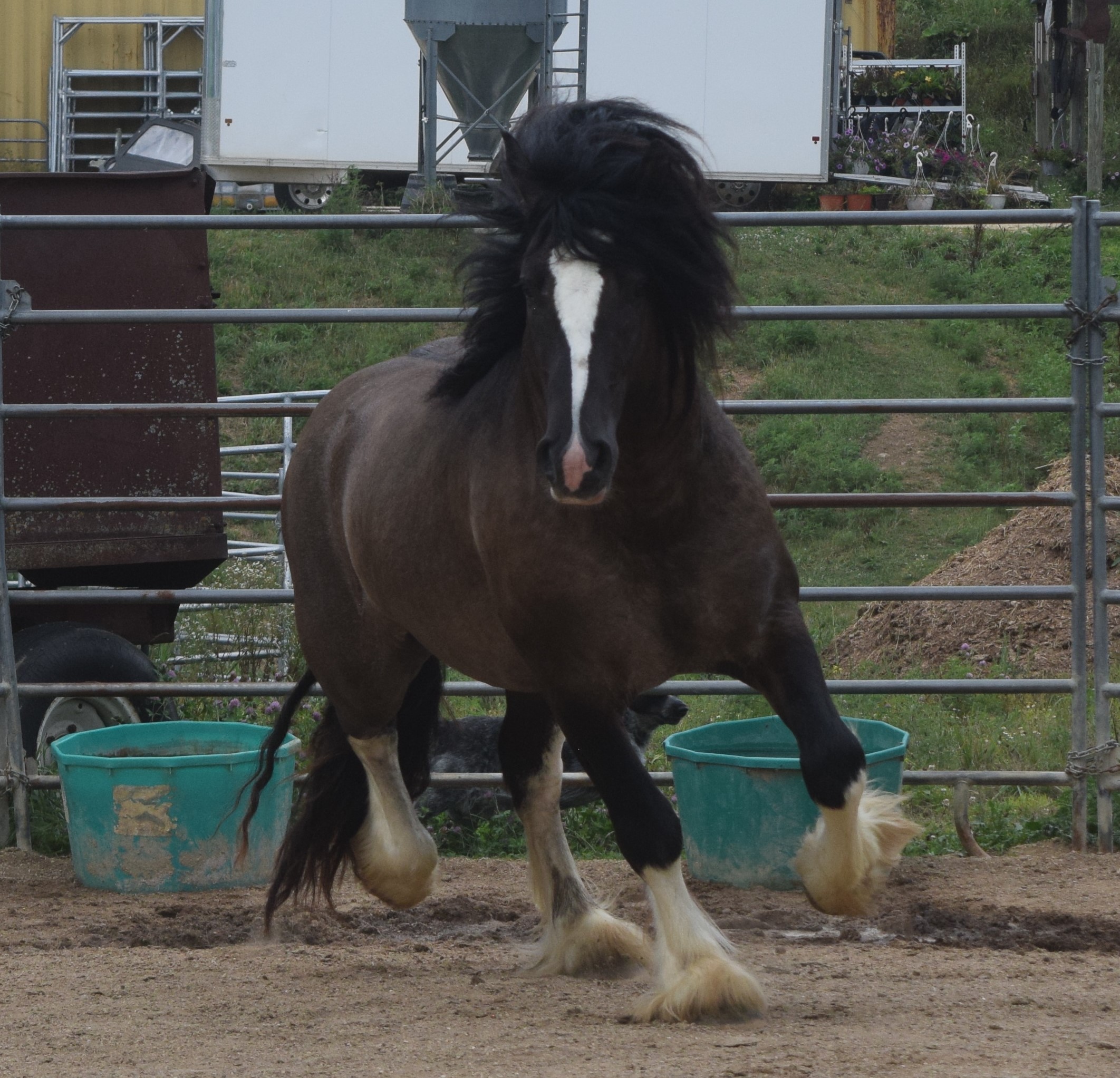 Warrior - Grullo Gypsy Vanner Stallion - LeEgance Wulinigvgv Danwua Analihi