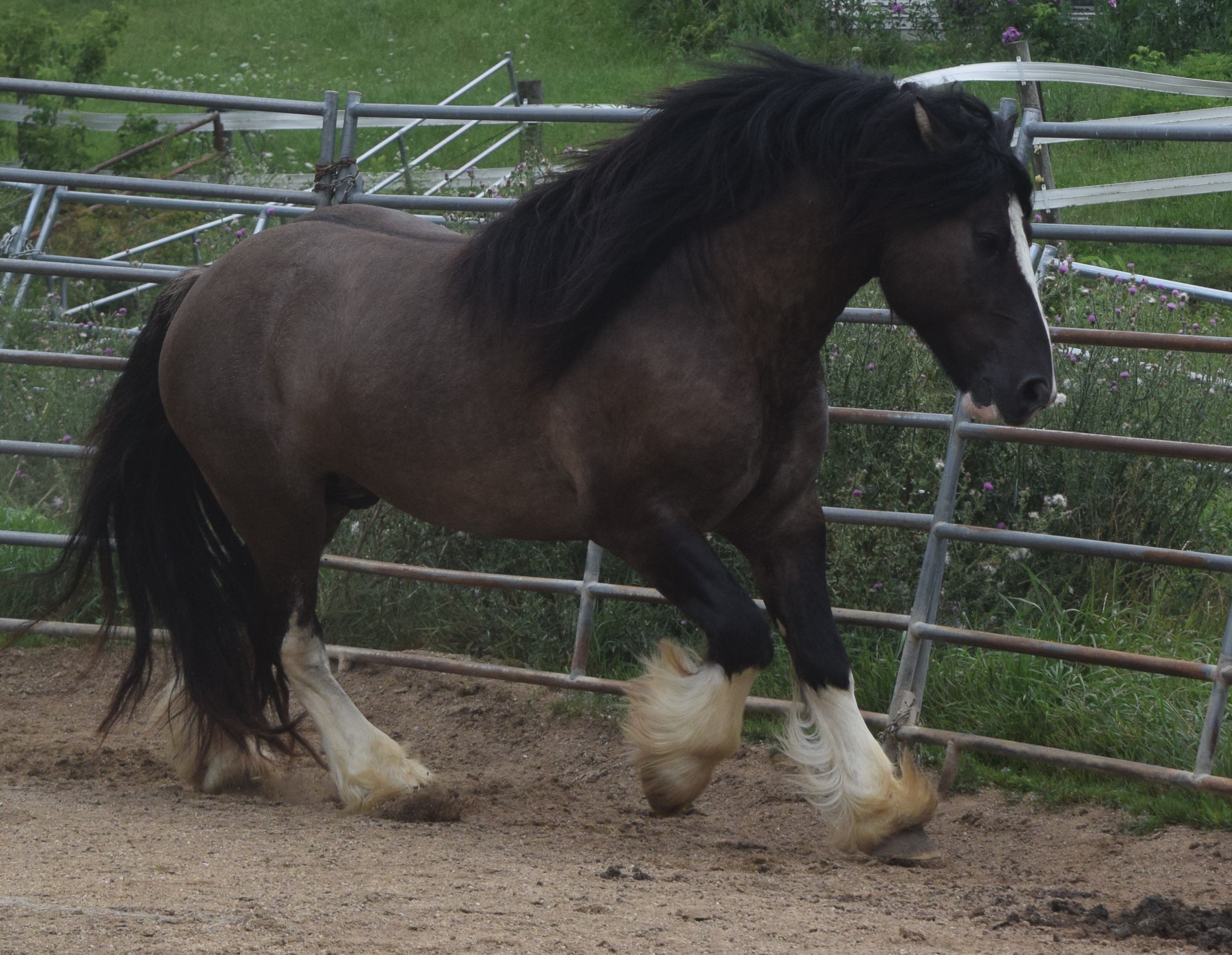 Warrior - Grullo Gypsy Vanner Stallion - LeEgance Wulinigvgv Danwua Analihi