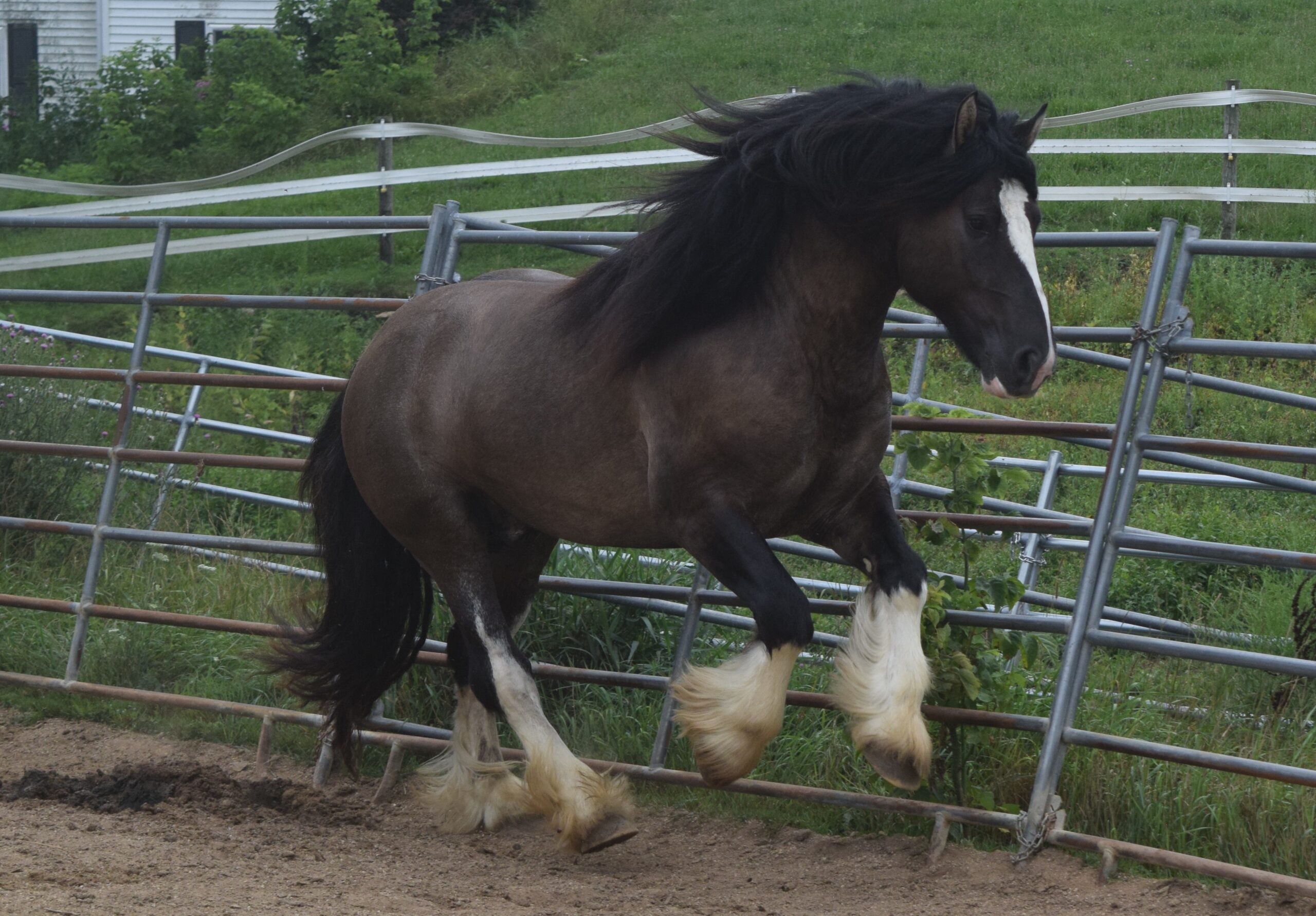 Warrior - Grullo Gypsy Vanner Stallion - LeEgance Wulinigvgv Danwua Analihi