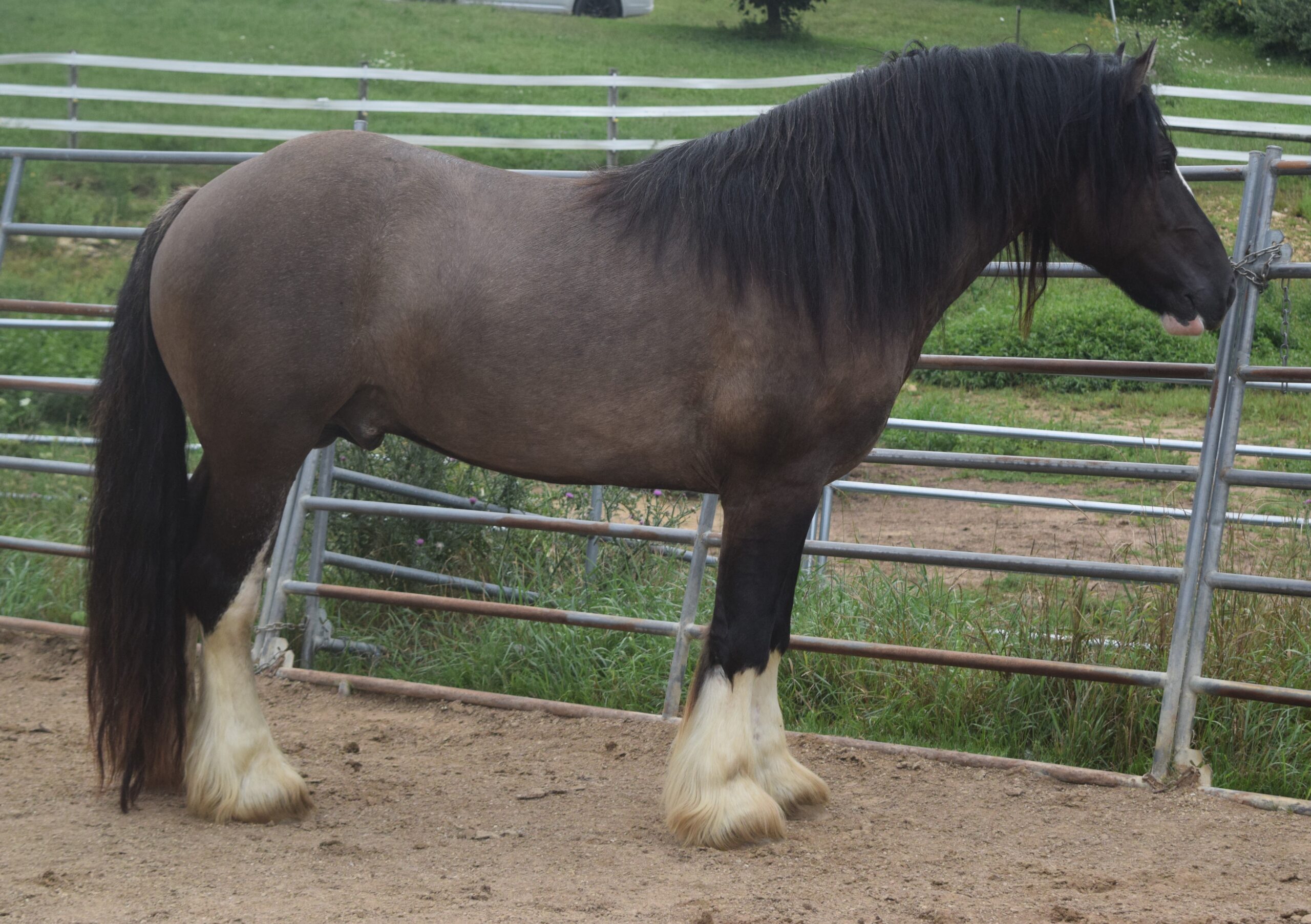 Warrior - Grullo Gypsy Vanner Stallion - LeEgance Wulinigvgv Danwua Analihi