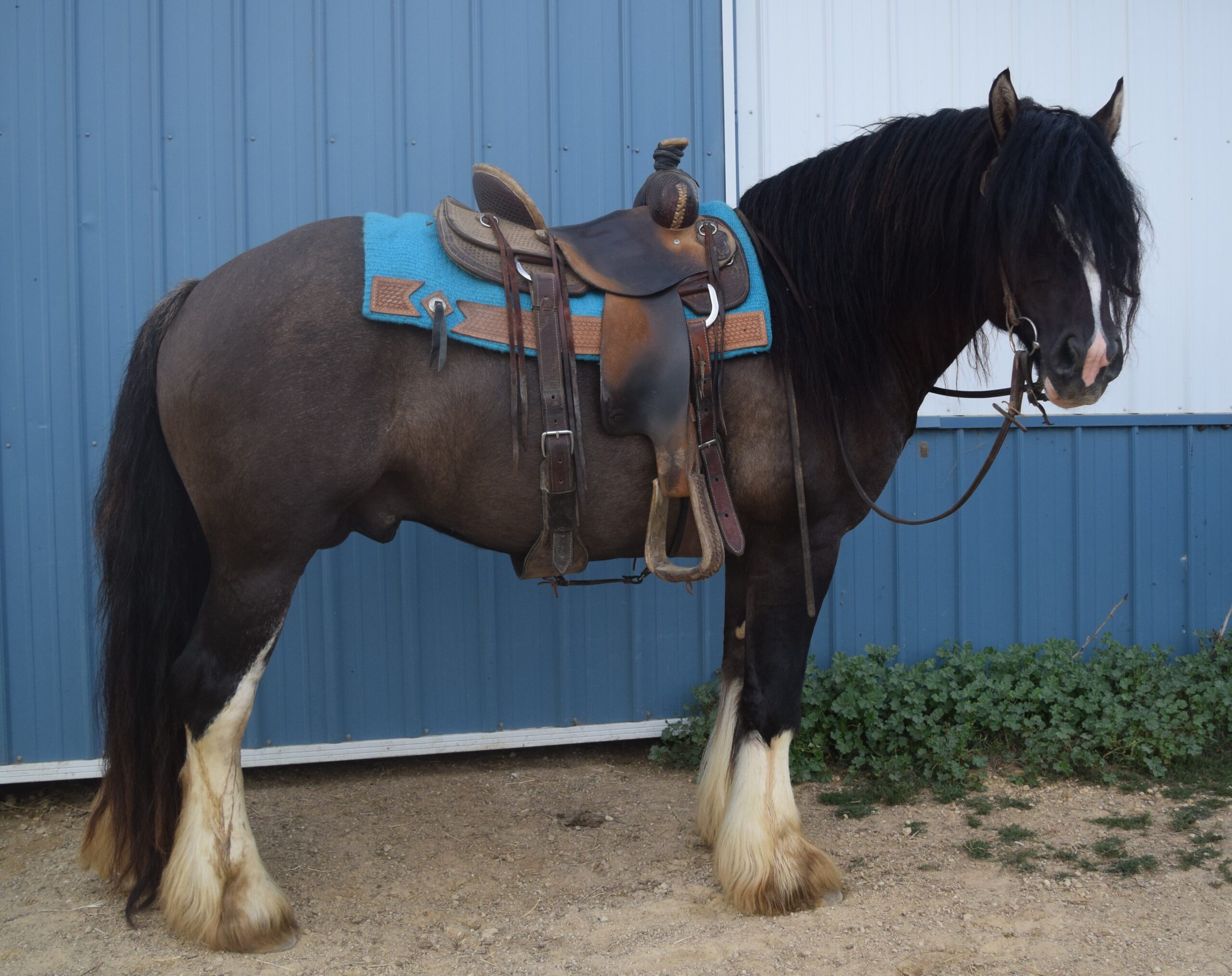 Warrior - Grullo Gypsy Vanner Stallion - LeEgance Wulinigvgv Danwua Analihi