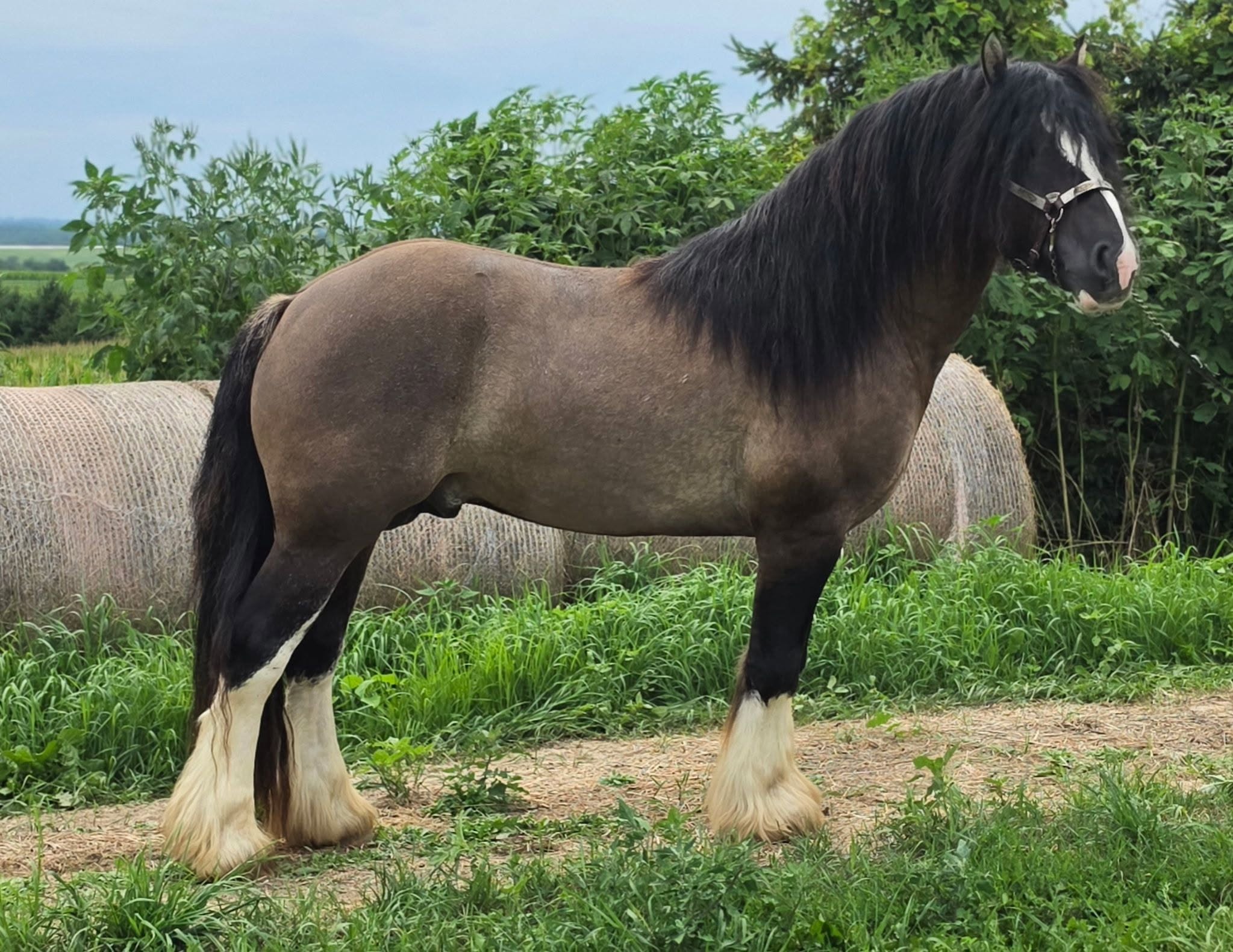 Warrior - Grullo Gypsy Vanner Stallion - LeEgance Wulinigvgv Danwua Analihi